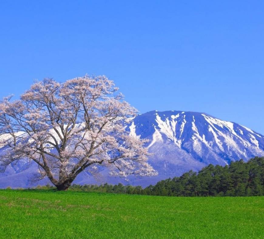 Place Koiwai Farm