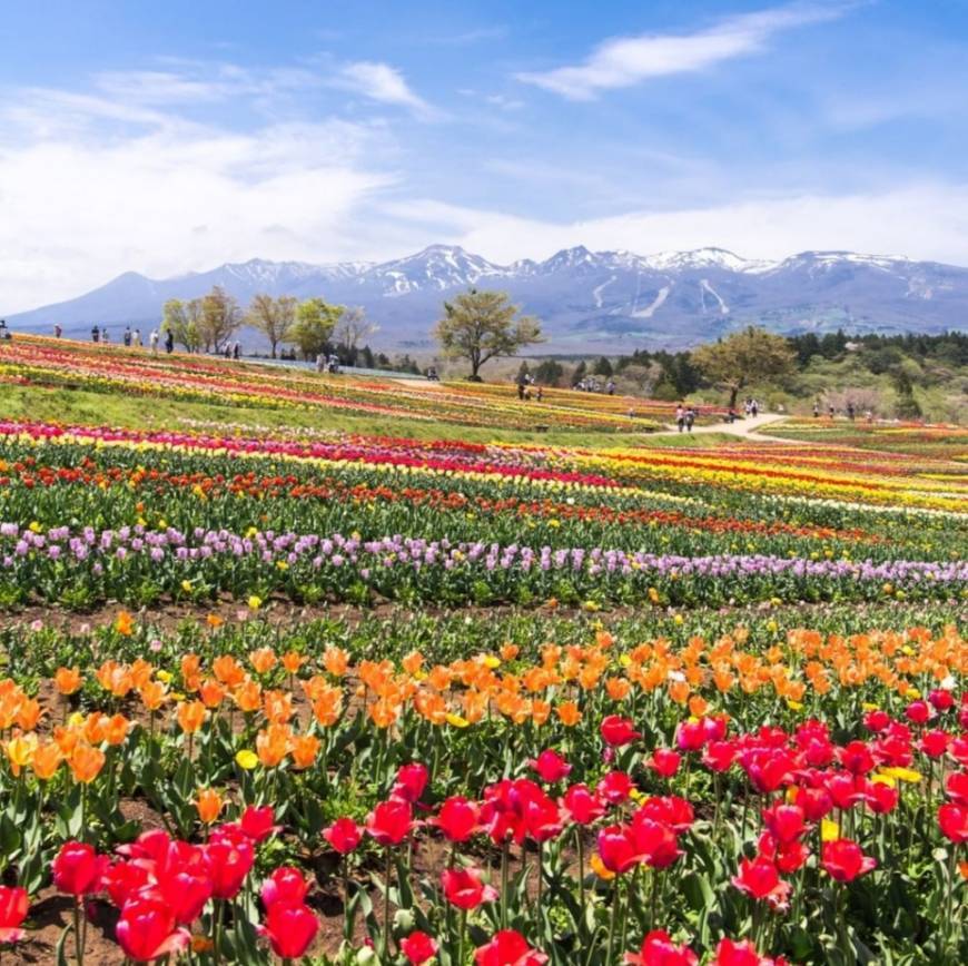 Places Nasu Flower World