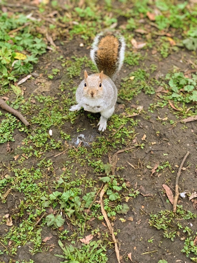 Place St. James's Park