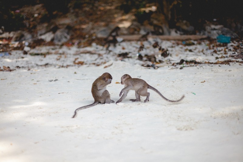 Lugar Monkey Beach