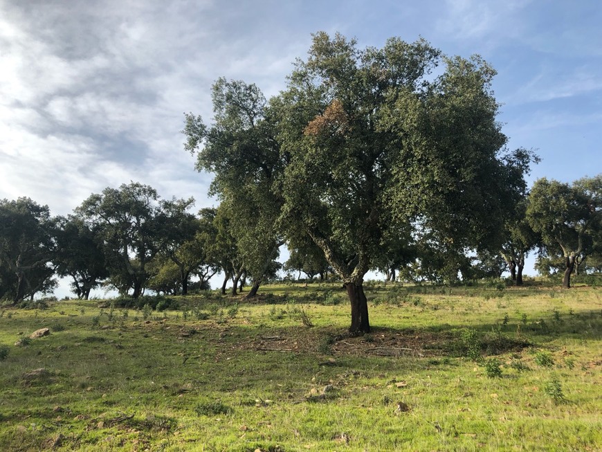 Lugar Alentejo