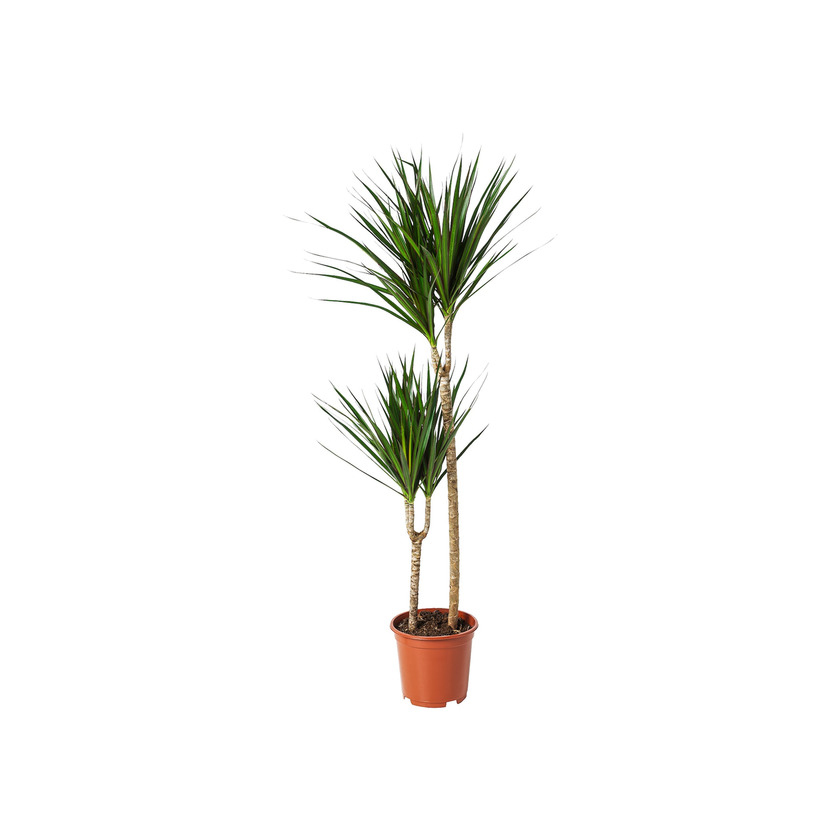 Producto DRACAENA MARGINATA