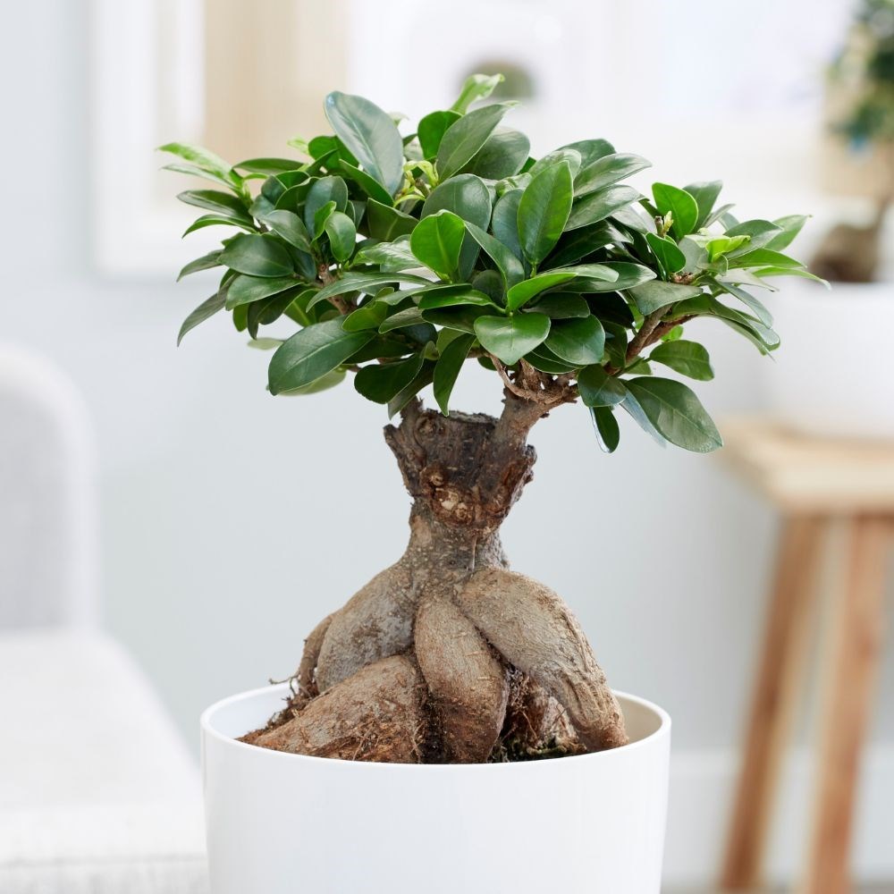 Fashion Ficus Microcarpa