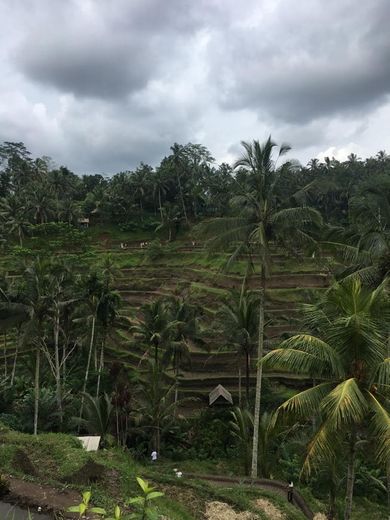 Tegalalang Rice Terrace 