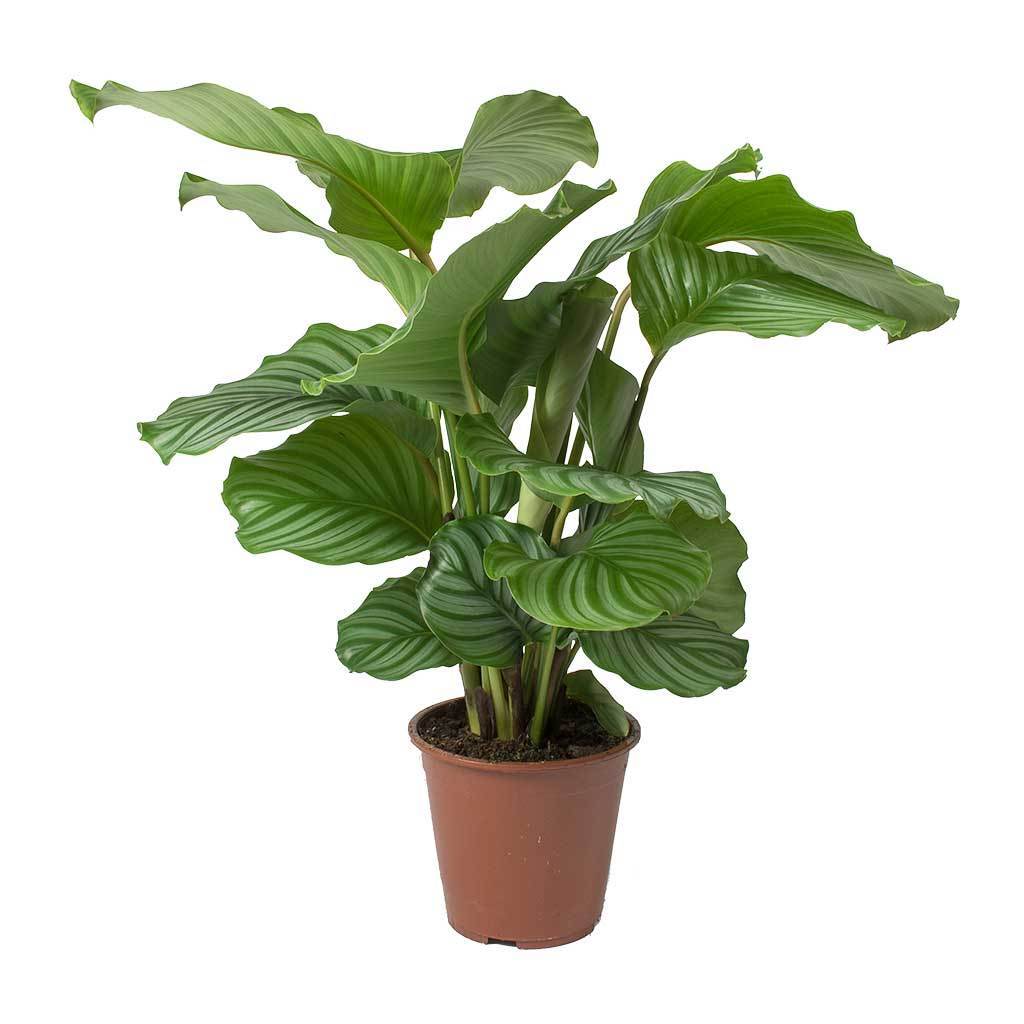 Fashion Calathea orbifolia