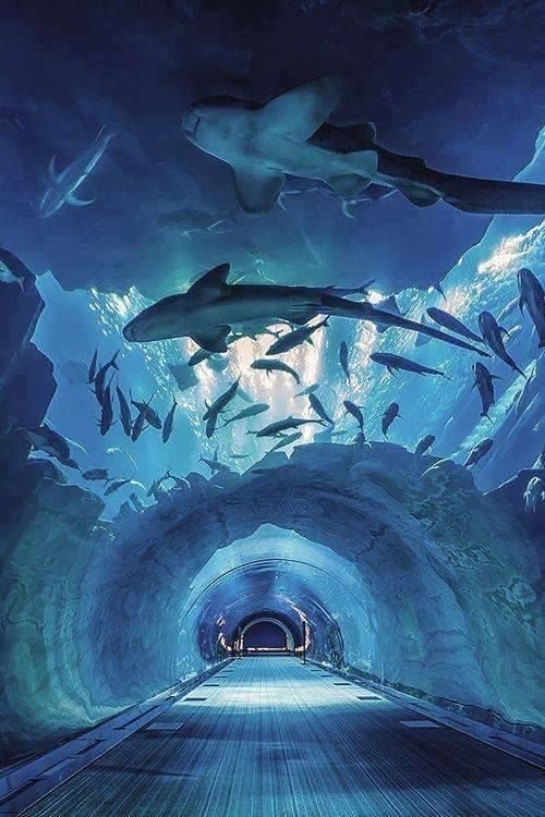 Place Dubai Aquarium & Underwater Zoo