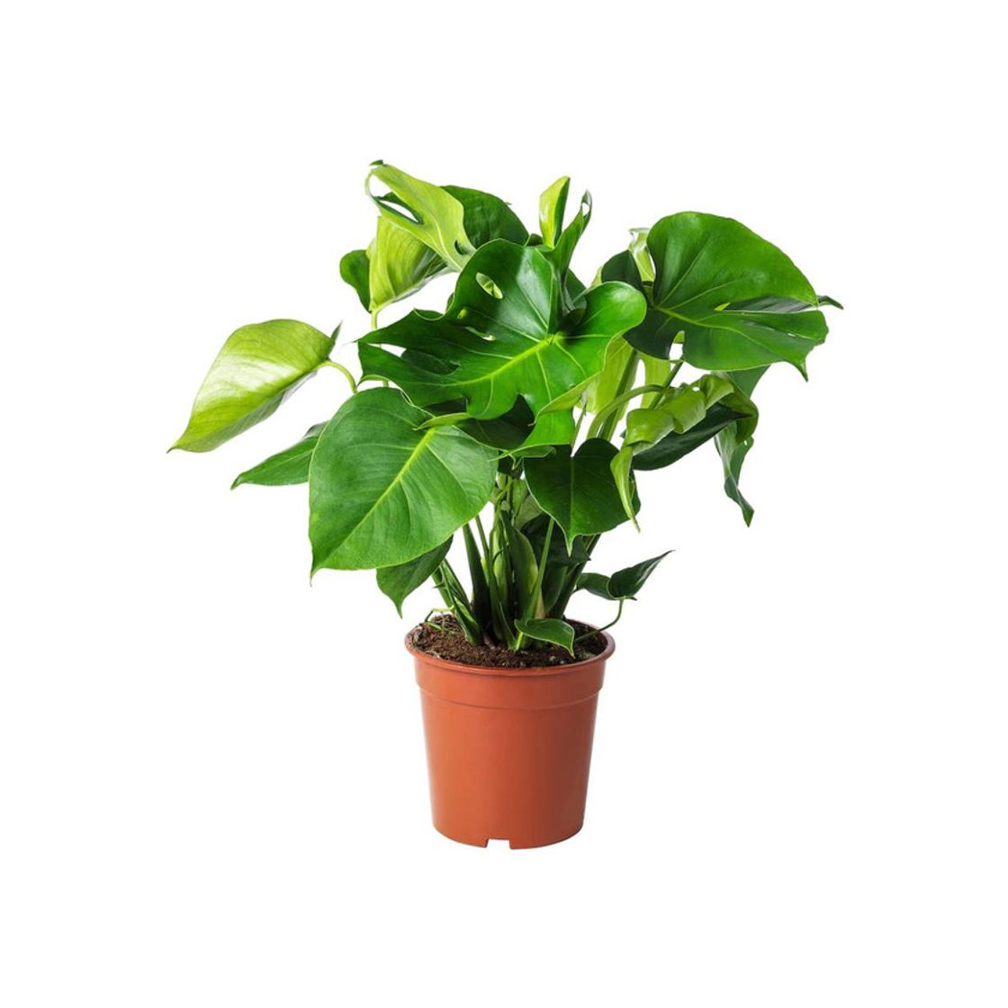 Producto MONSTERA 21cm