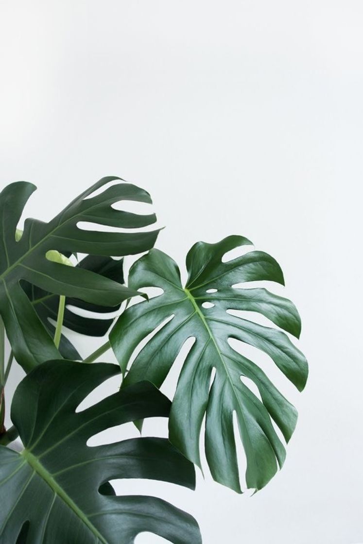 Producto Monstera deliciosa