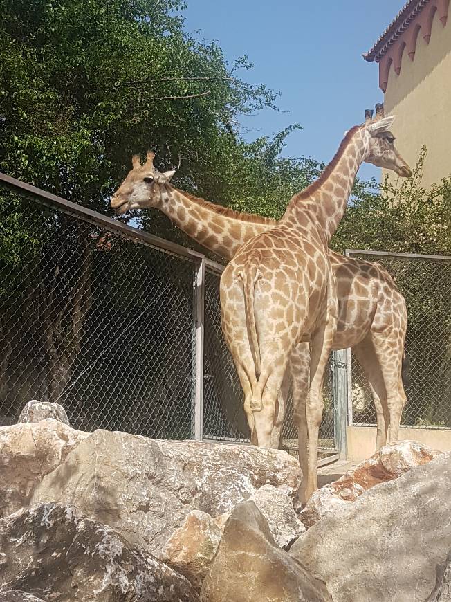 Lugar Jardim Zoológico de Lisboa