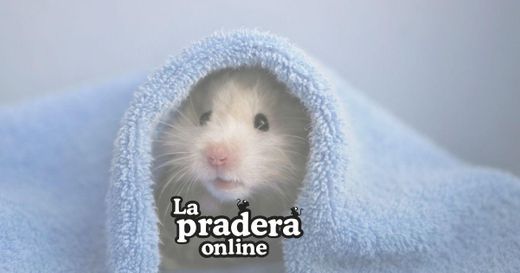 La Pradera Online tu tienda especializada en conejos y roedores ...