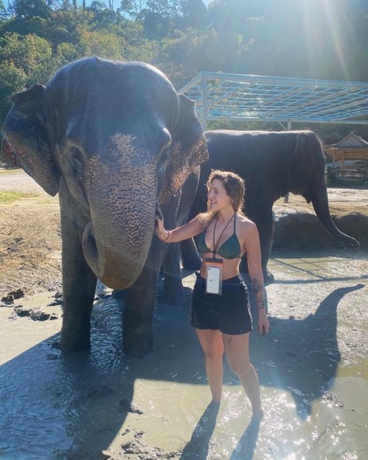 Elephant Jungle Sanctuary Phuket Offices