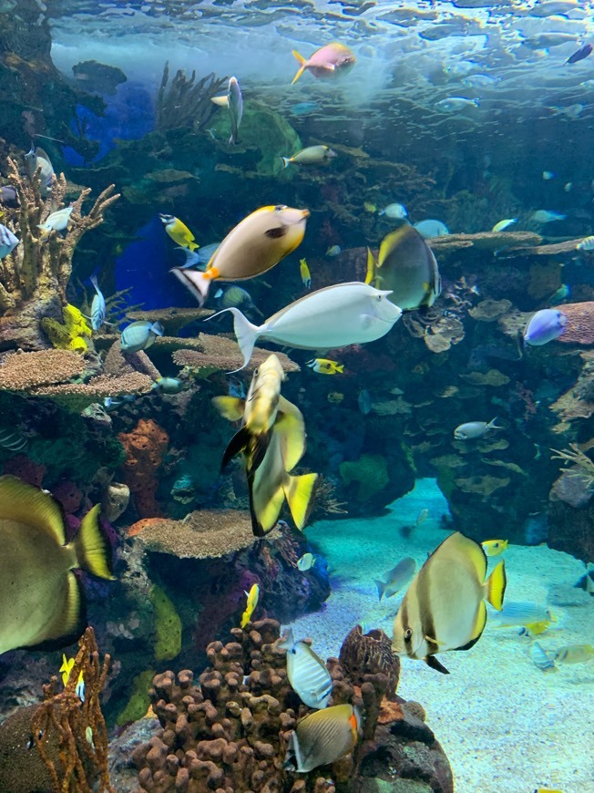 Place Acuario de Ripley