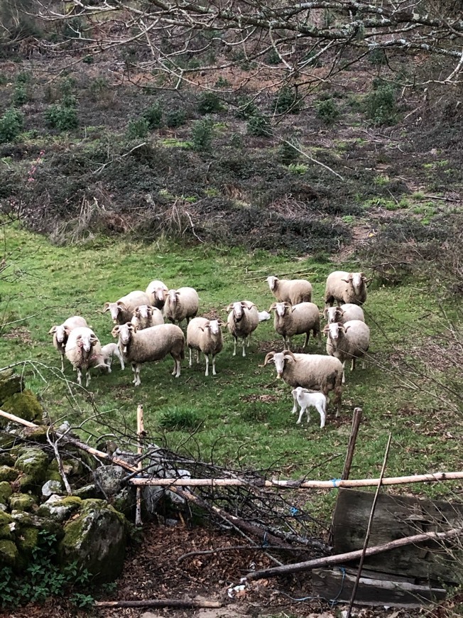 Social PR4-Trilhos das Terras de Granito