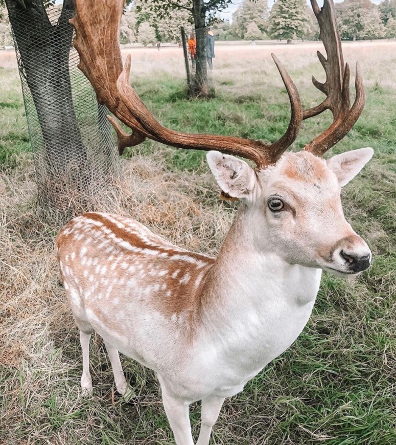 Place Phoenix Park