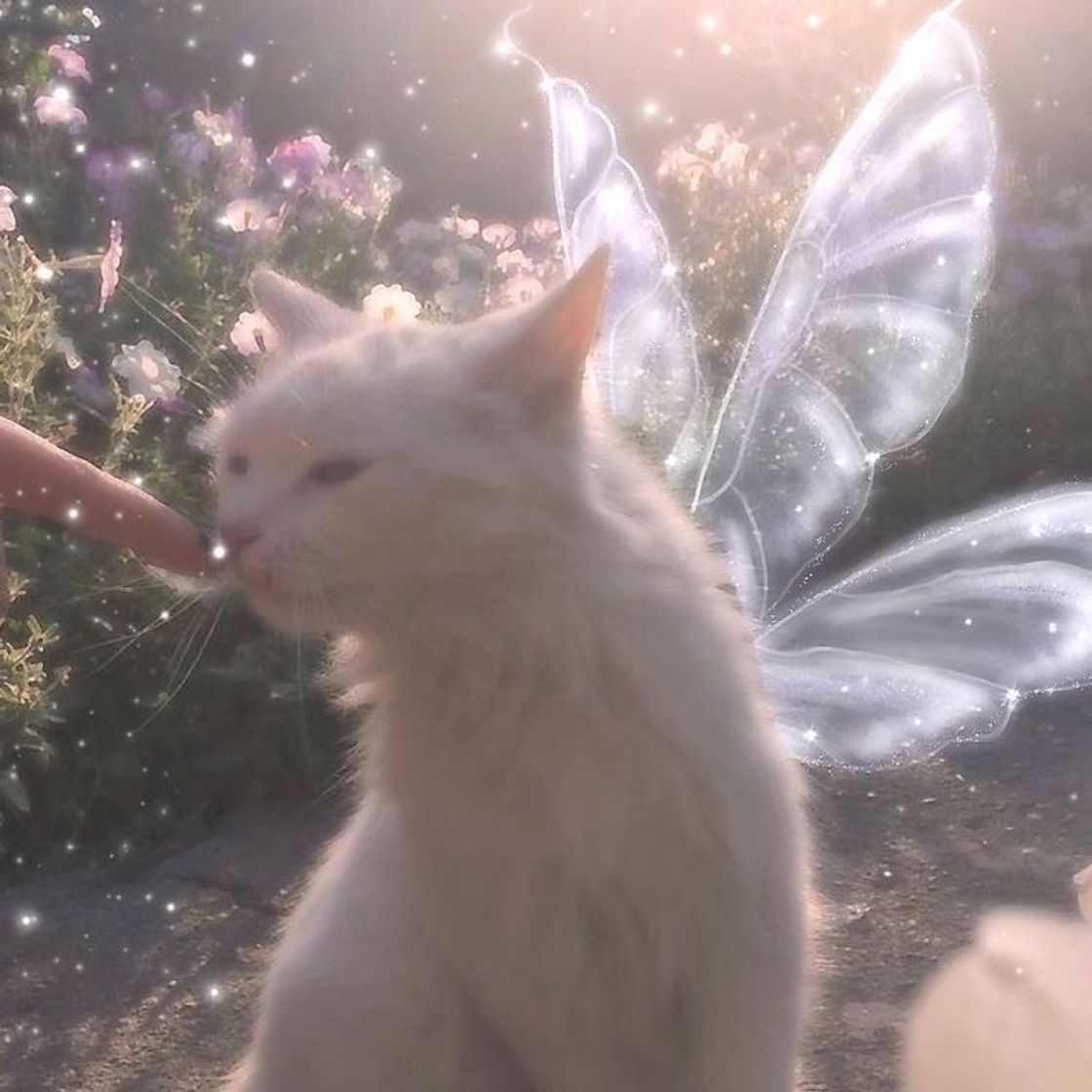 Moda fairy cat 🧚🏻‍♀️