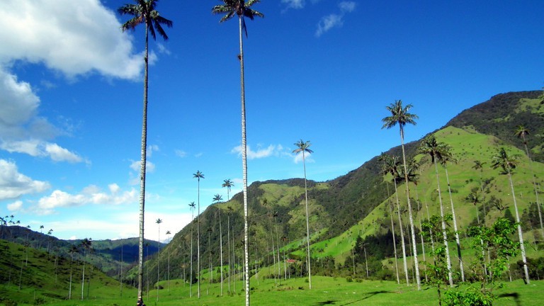 Restaurants Valle Del Cocora