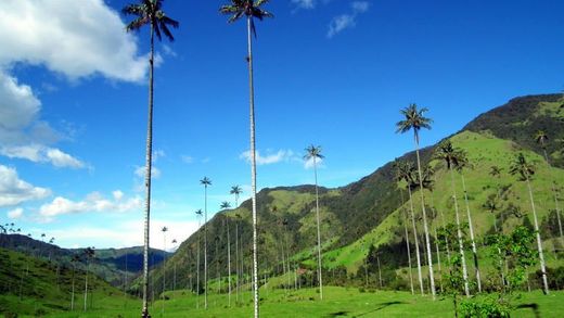 Valle Del Cocora