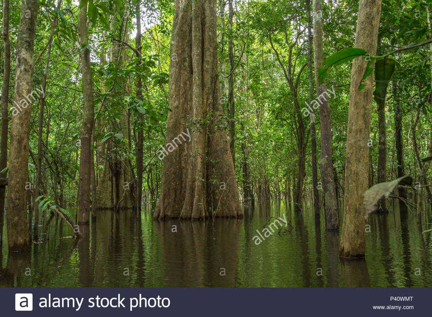 Amazonia