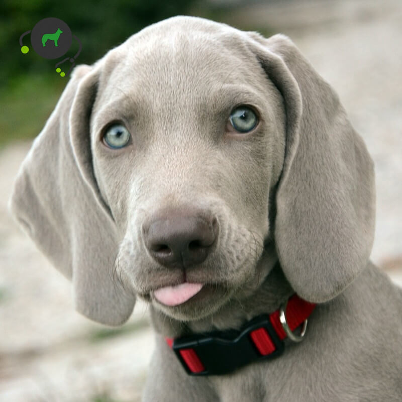 Fashion Weimaraner 