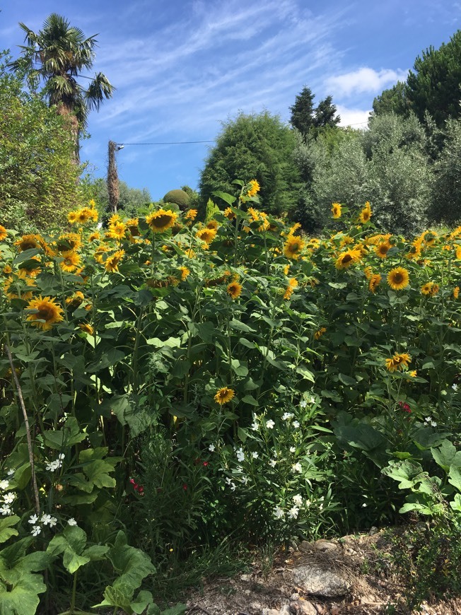 Social Aesthetic/wallpapers 