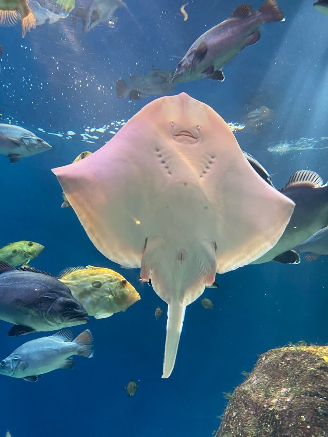 Lugar Acuario Coruña