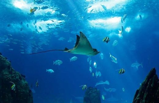 Place Oceanario de Lisboa