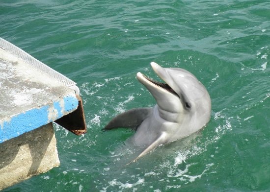 Lugar Delfinario Cayo Blanco