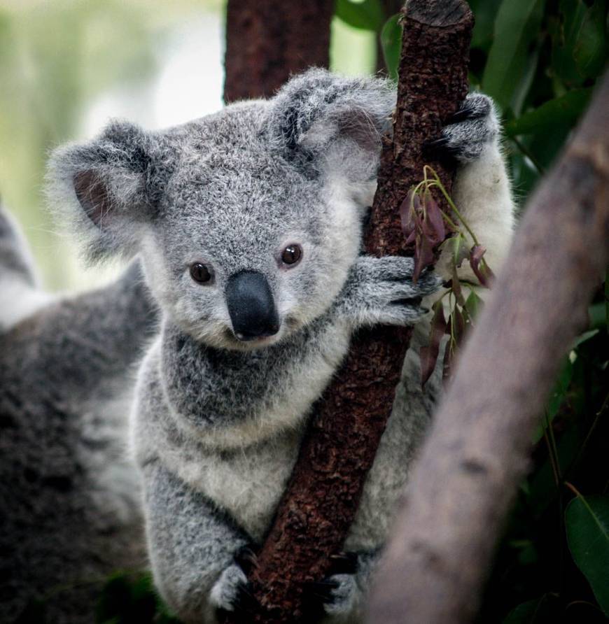 Fashion  Baby Koala 💛