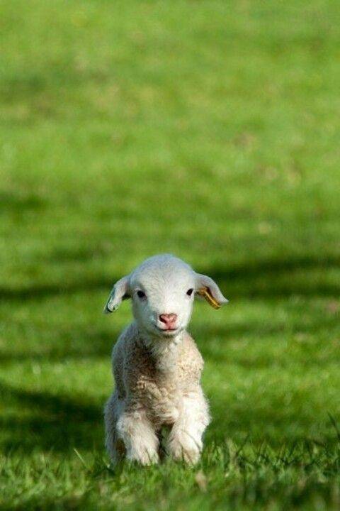 Fashion Baby lamb 💛