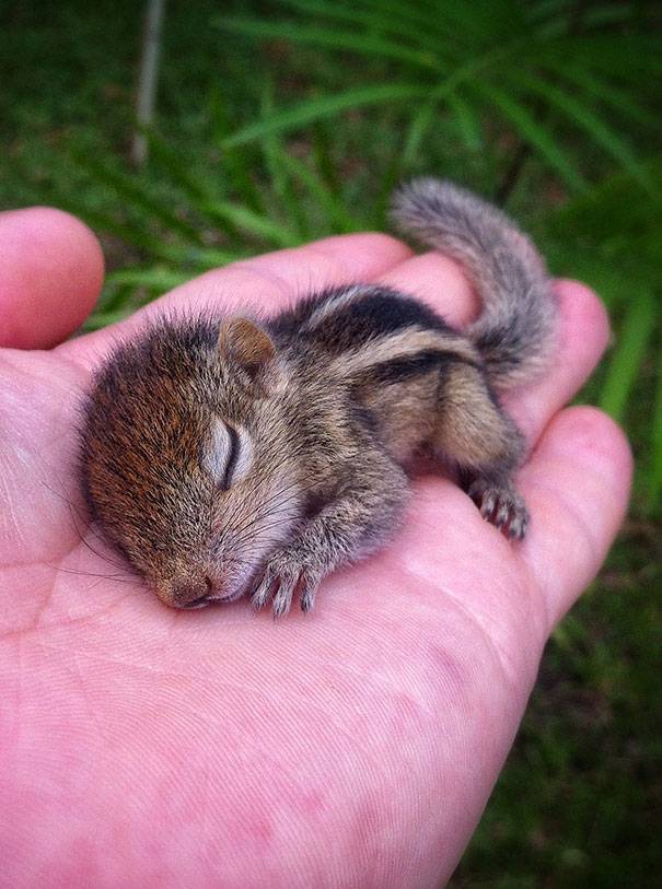 Fashion Baby Squirrel 💛