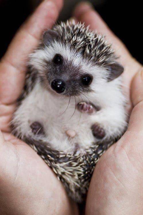 Moda Baby hedgehog 💛