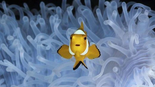 Social  