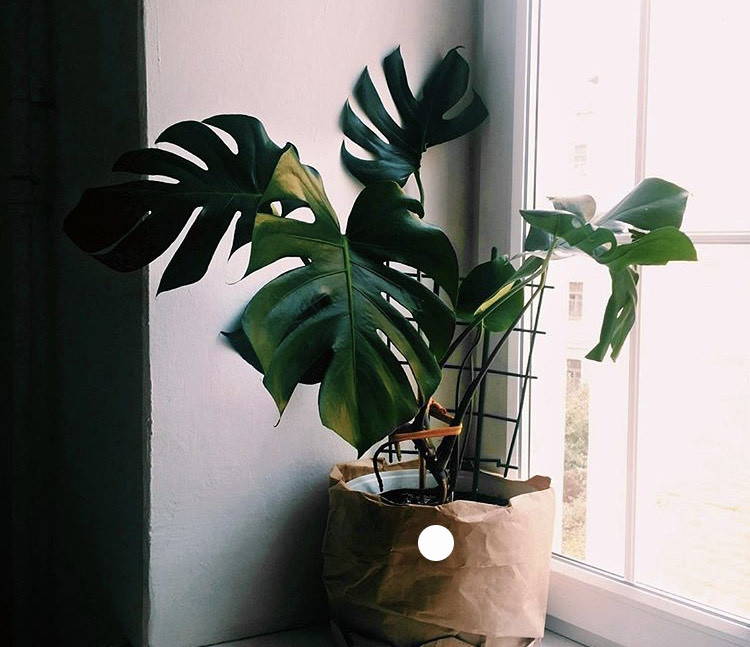 Social Monstera