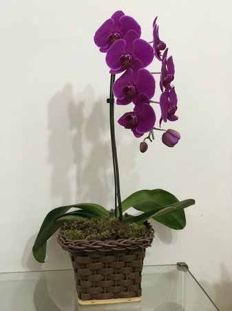 Productos Orquídeas