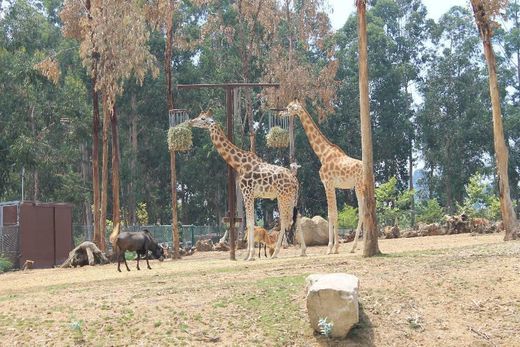 ZOO Santo Inácio