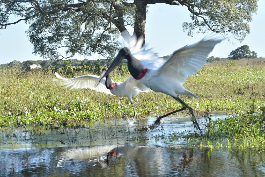 Lugar Pantanal