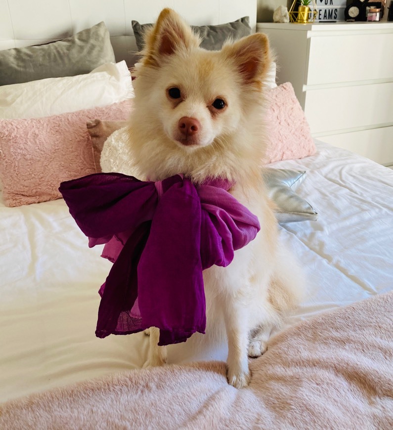 Fashion Spitz (cão) – Wikipédia, a enciclopédia livre