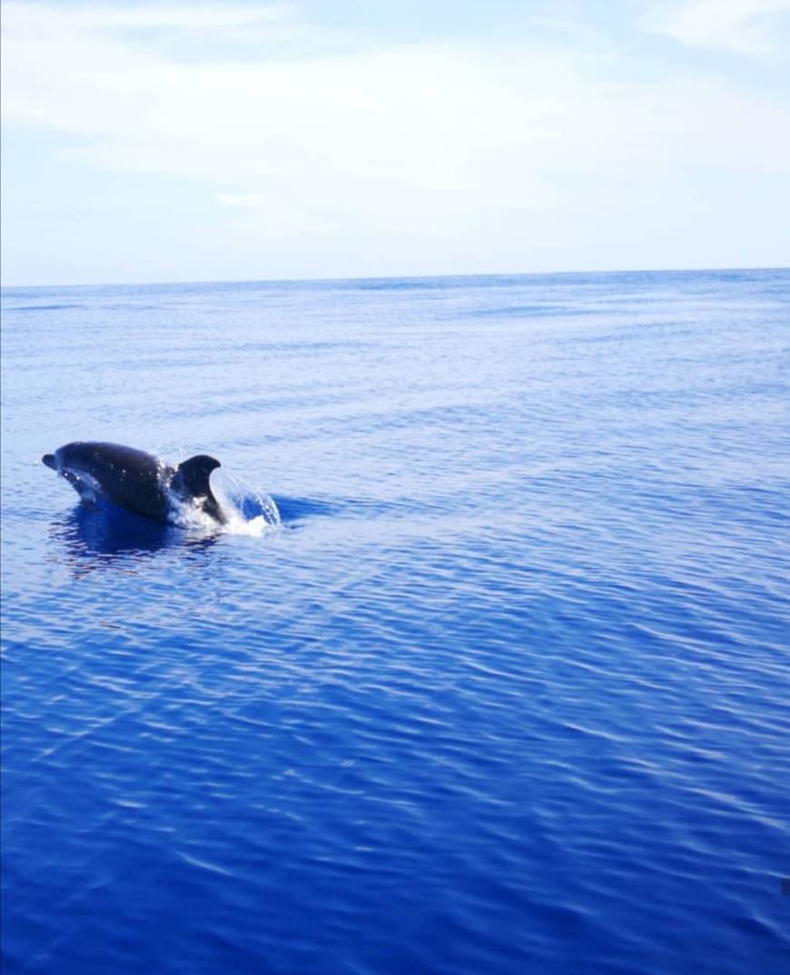 Place Terra do Pico, Whale Watching in Azores