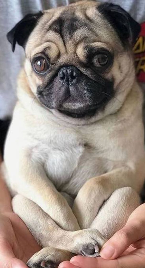 Moda Pug 🐶🥰