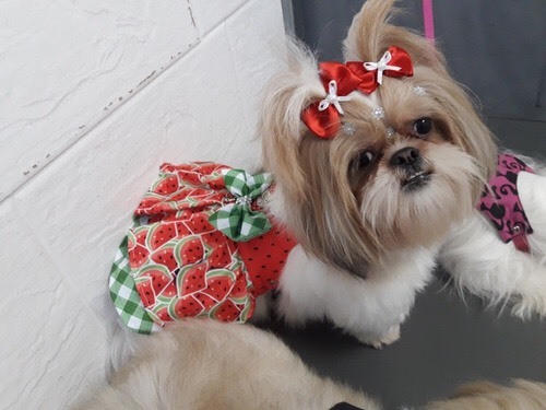 Moda Vestido Magali Com Guia Dog Cleim Para Cães E Gatos