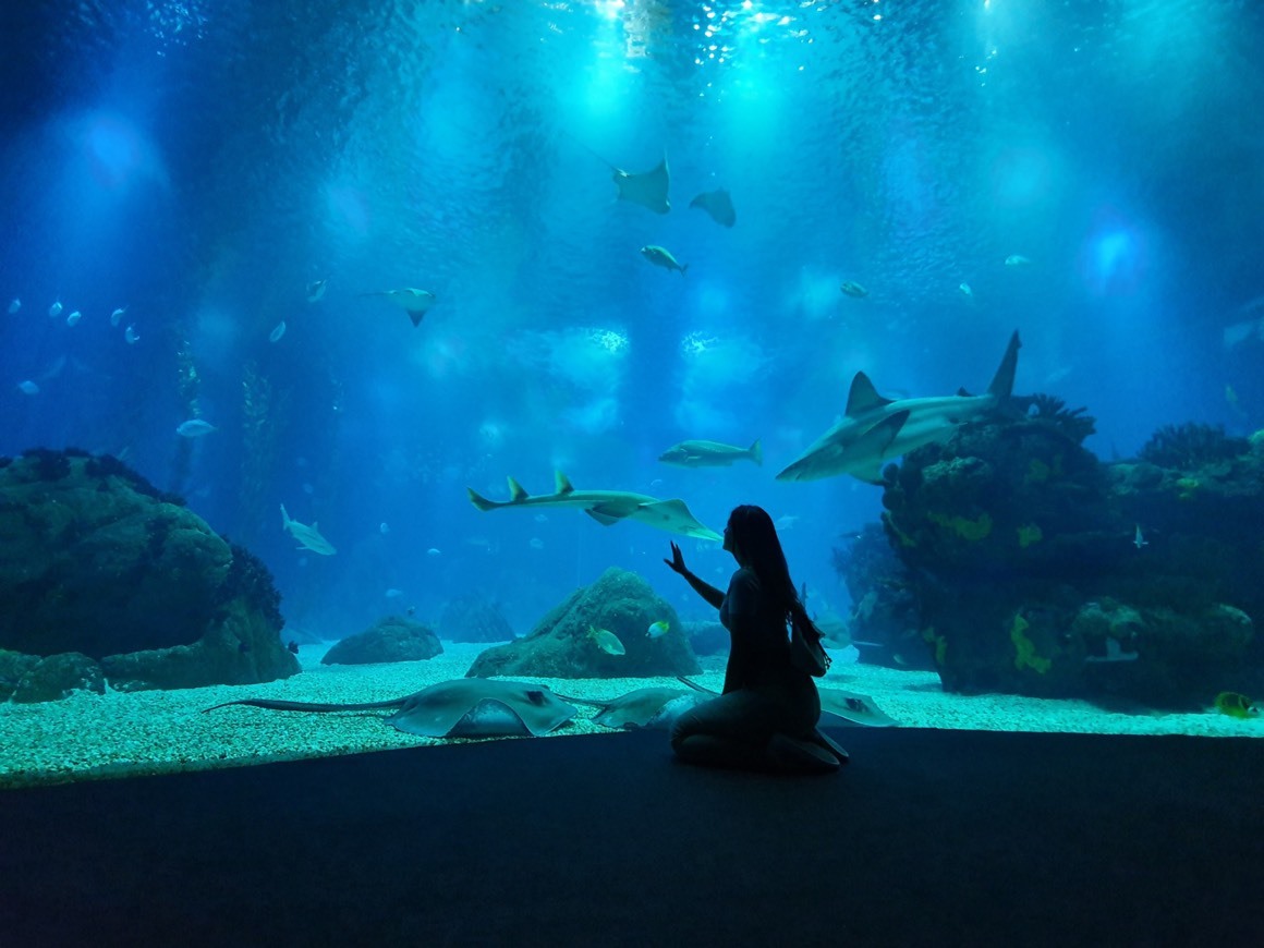 Place Oceanário de Lisboa