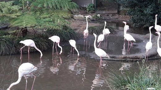 Zoo Lourosa - Ornithological Park Lourosa