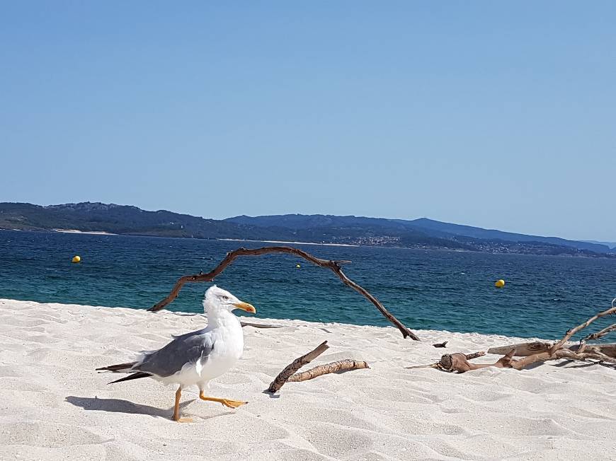 Lugar Islas Cíes