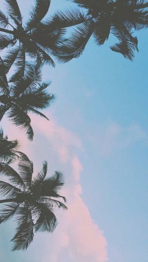 Palm-tree 🌴