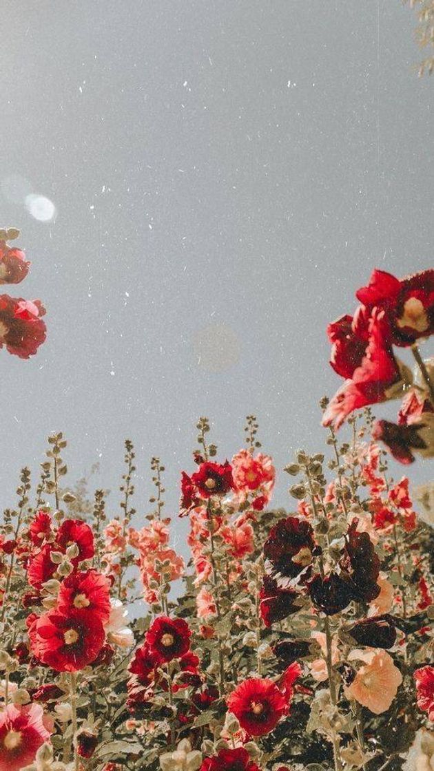 Social Wallpaper