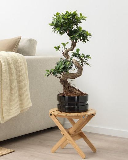 Bonsai em vaso IKEA 