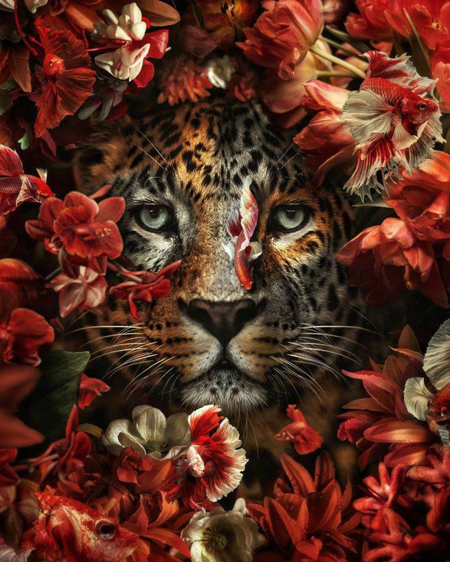 Moda Wallpaper tigre❤️