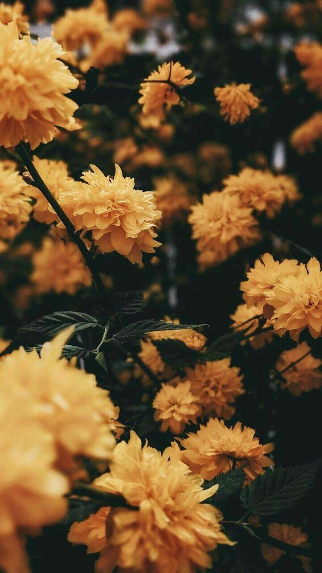 Moda Wallpaper flores 💛