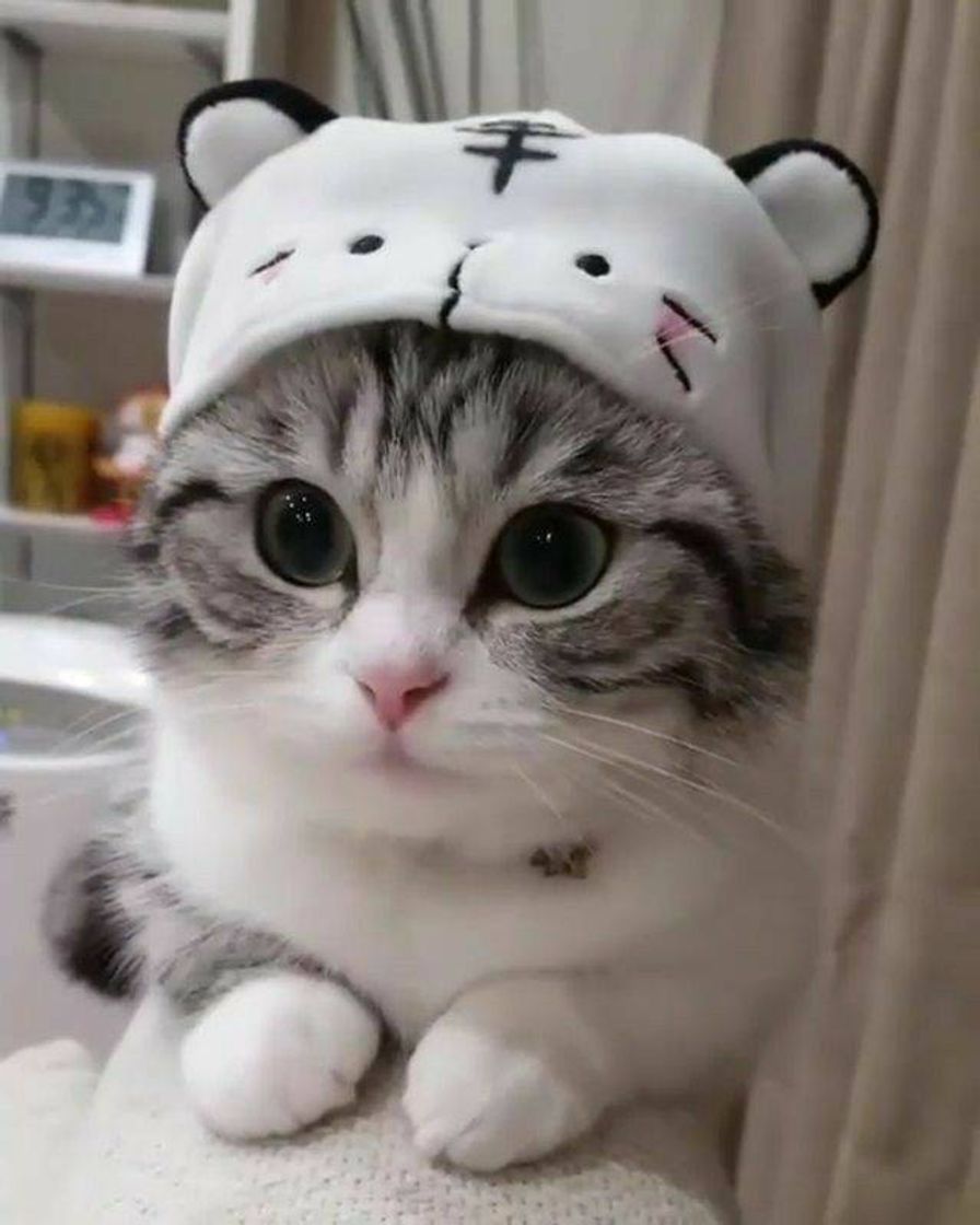 Fashion Cute cats😻