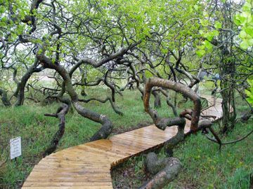 Lugar The Crooked Forest